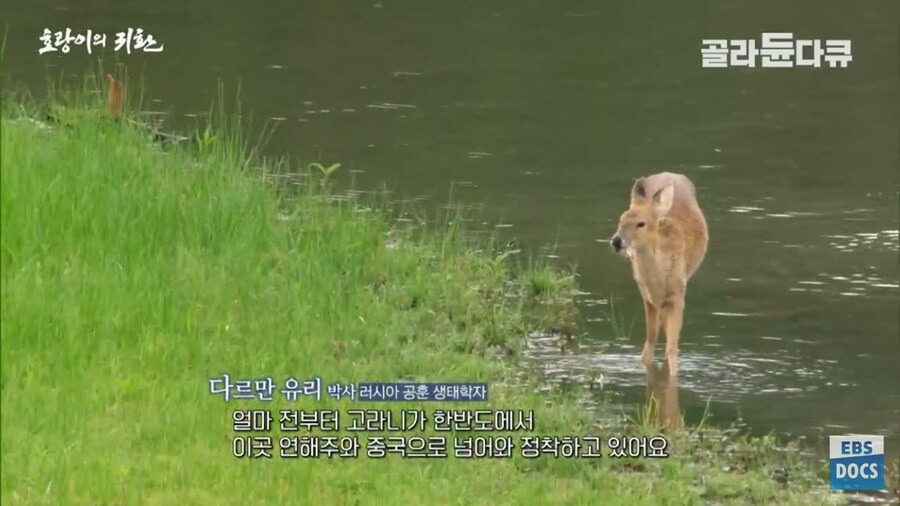 러시아 전문가 : 호랑이와 표범은 이미 한반도로 돌아갔음. 확실함_4.jpg
