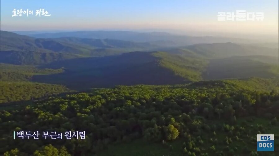 러시아 전문가 : 호랑이와 표범은 이미 한반도로 돌아갔음. 확실함_12.jpg
