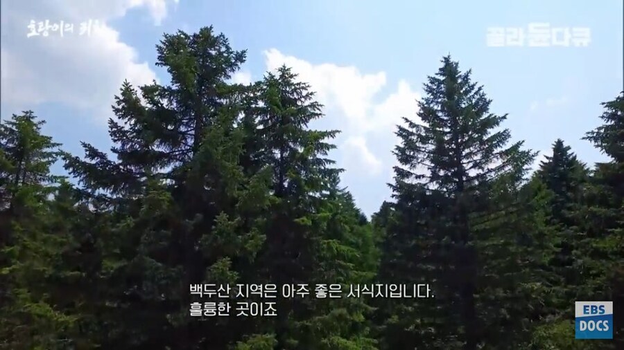 러시아 전문가 : 호랑이와 표범은 이미 한반도로 돌아갔음. 확실함_14.jpg