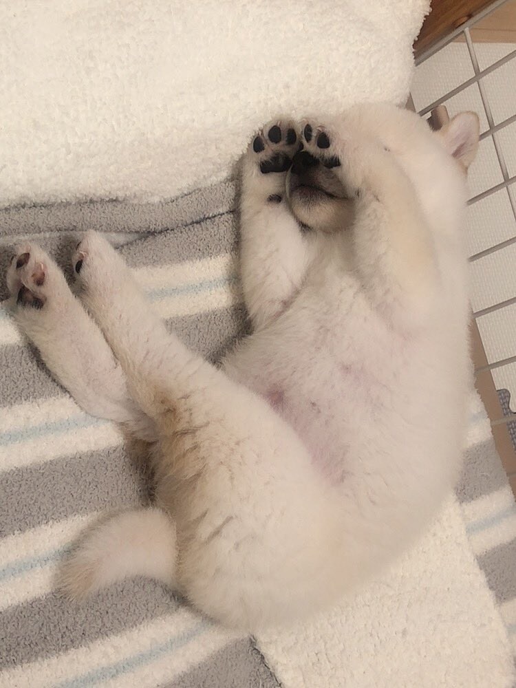 잠든강아지 구경하기.jpg_4.jpg