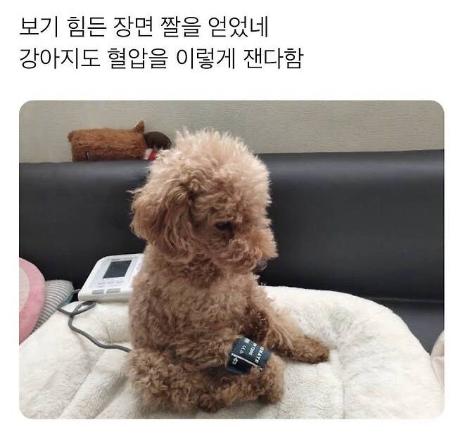 혈압 재는 강아지_1.jpg