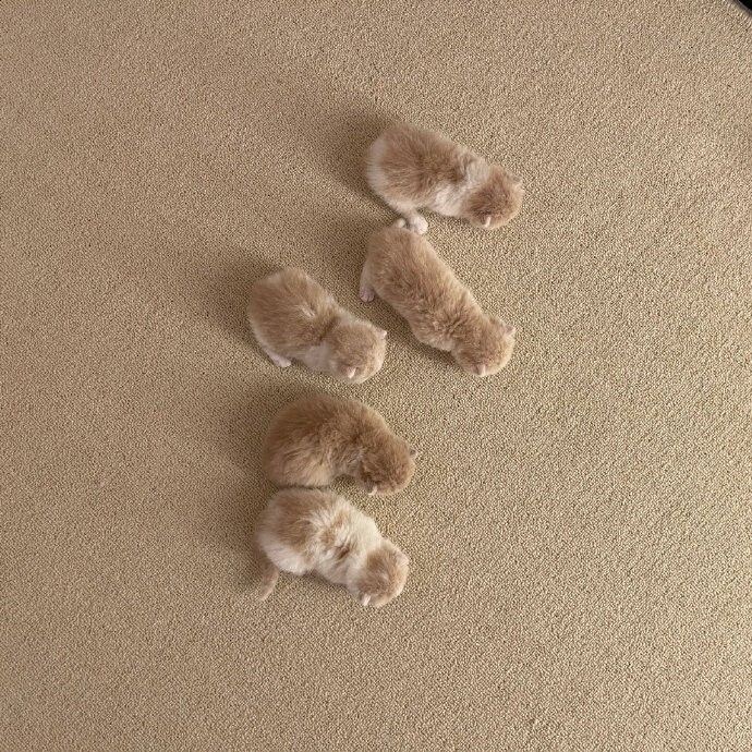 5개 조랭이떡.jpg_2.jpg