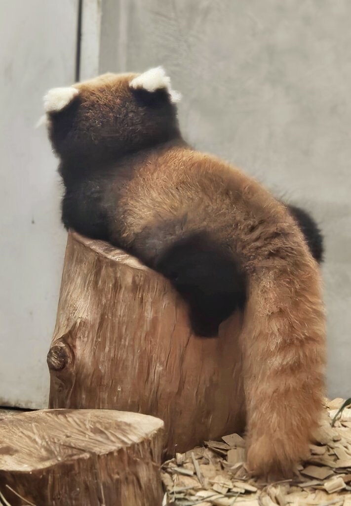 개귀여운 뒷태.jpg_1.jpg