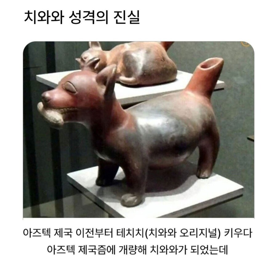 치와와 성격의 진실_1.jpg