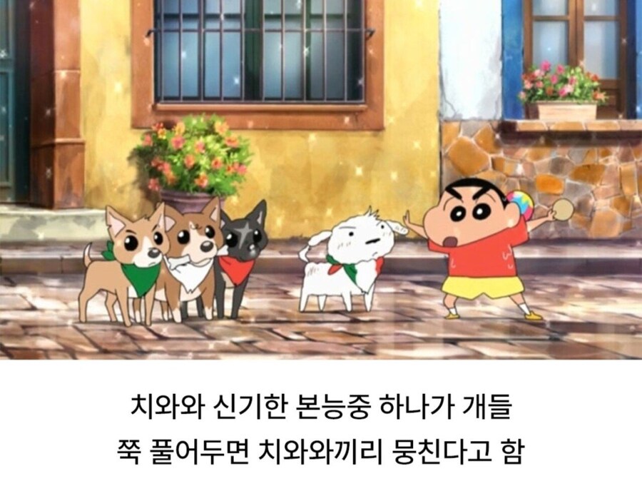 치와와 성격의 진실_4.jpg