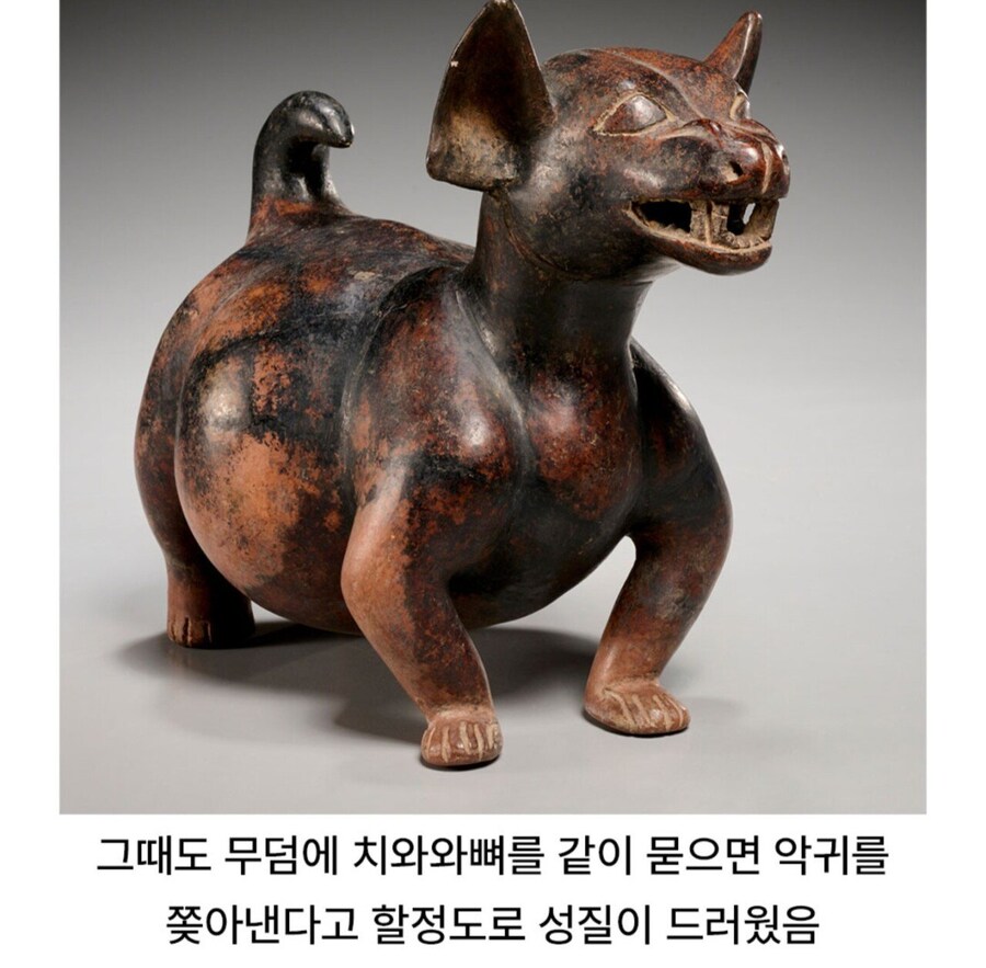 치와와 성격의 진실_2.jpg