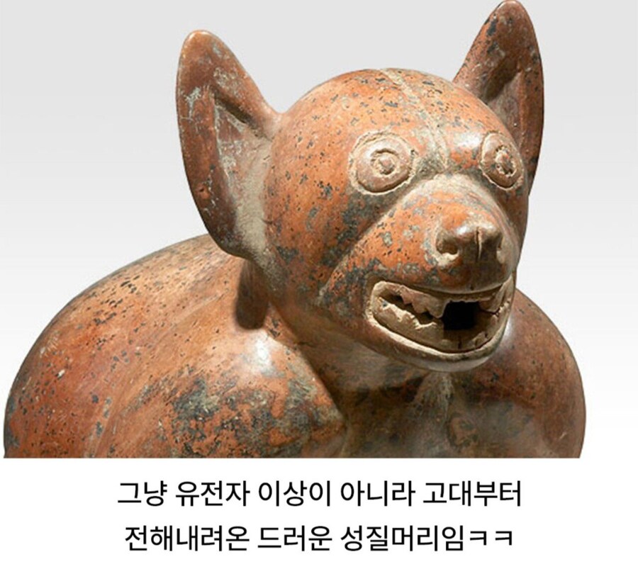 치와와 성격의 진실_3.jpg
