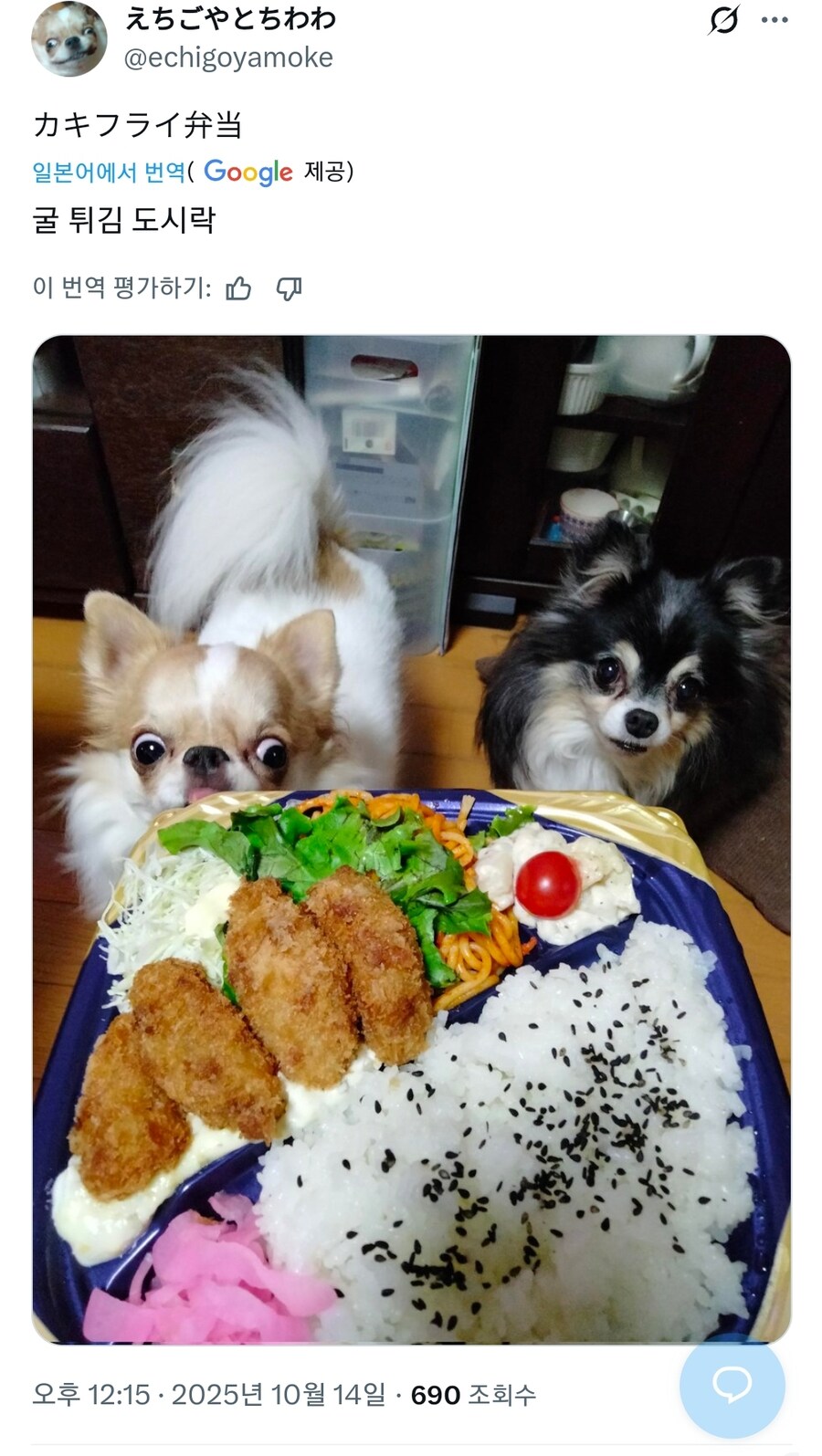 굴 튀김 도시락을 노리는_1.jpg