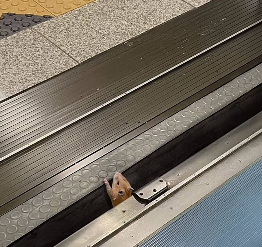 발빠진 쥐 발빠진 쥐_2.jpg