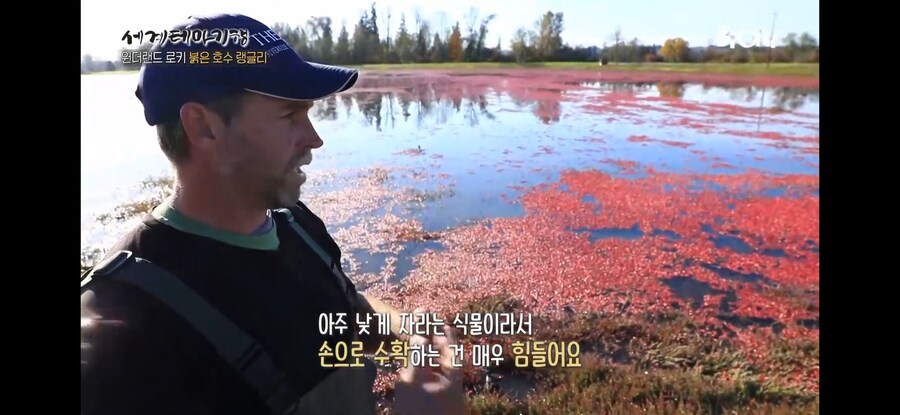 크렌베리 농장의 수확방식의 비밀_5.jpg