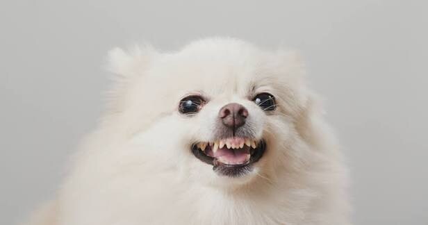 자신이 늑대인줄 아는 견종 3대장.jpg_1.jpg