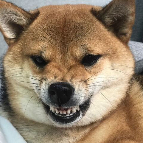 자신이 늑대인줄 아는 견종 3대장.jpg_3.jpg