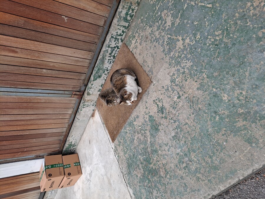 냥이 사진 5장인데 그냥 좋게좋게 넘어가주세요_3.jpg