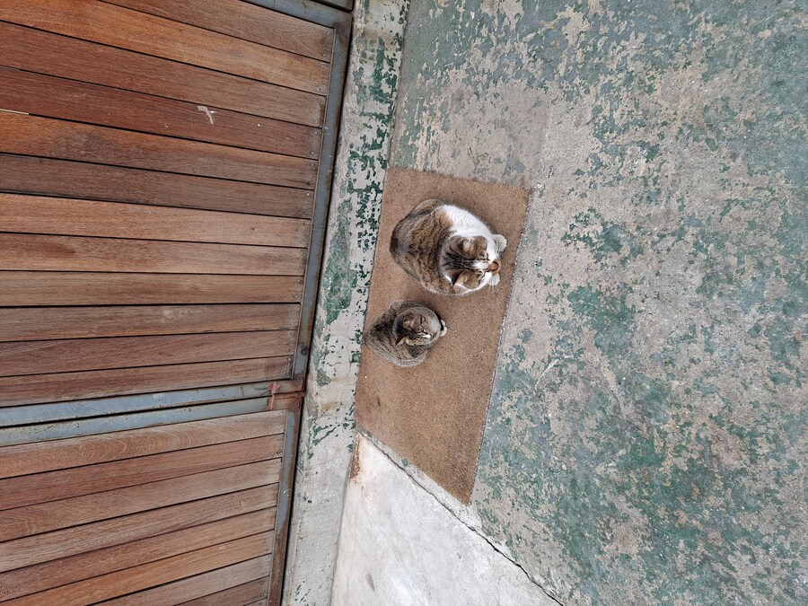 냥이 사진 5장인데 그냥 좋게좋게 넘어가주세요_4.jpg