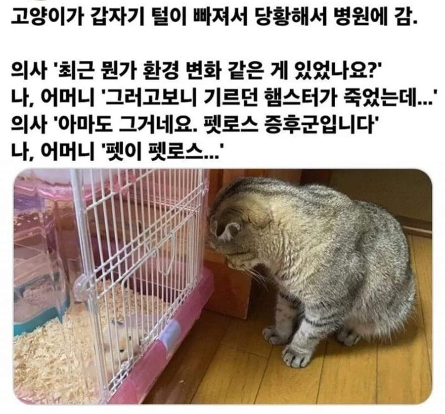 고양이가 갑자기 털이 빠지기 시작했다.jpg_1.jpg