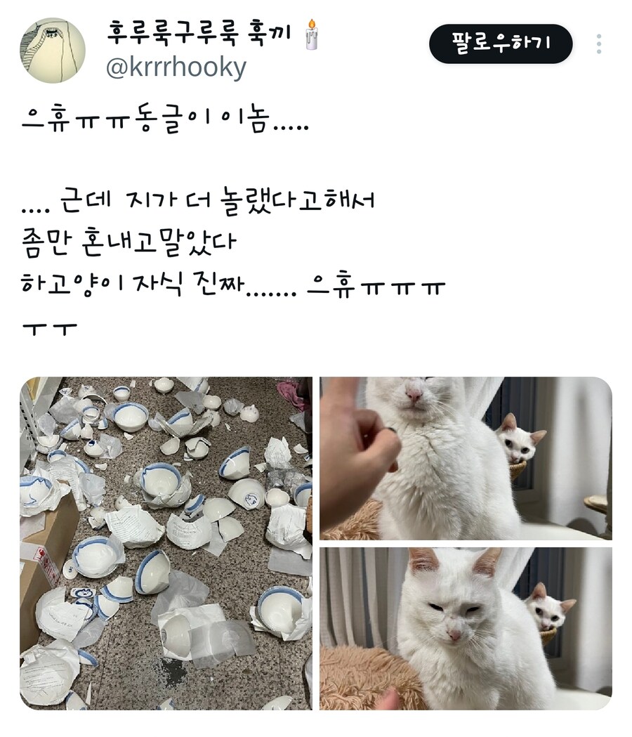 대형 사고 친 고양이_1.jpg