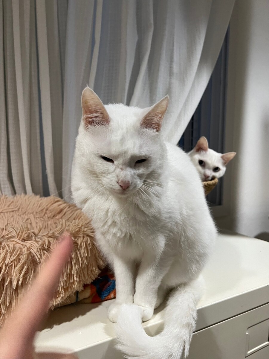 대형 사고 친 고양이_2.jpg