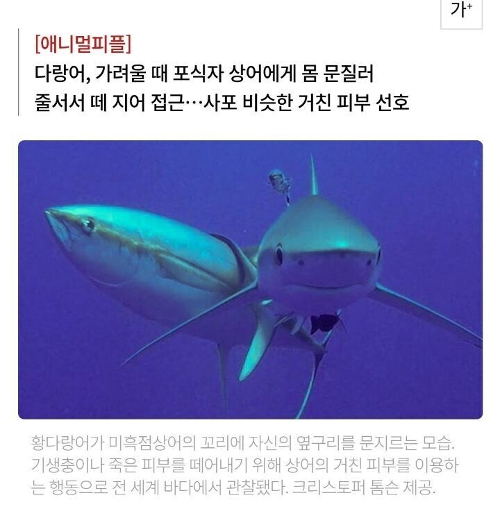 다랑어가 몸 가려울 때 하는 행동_1.jpg