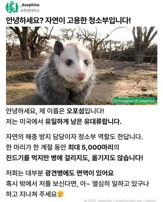 미국에서 유일하게 남은 유대류_1.webp