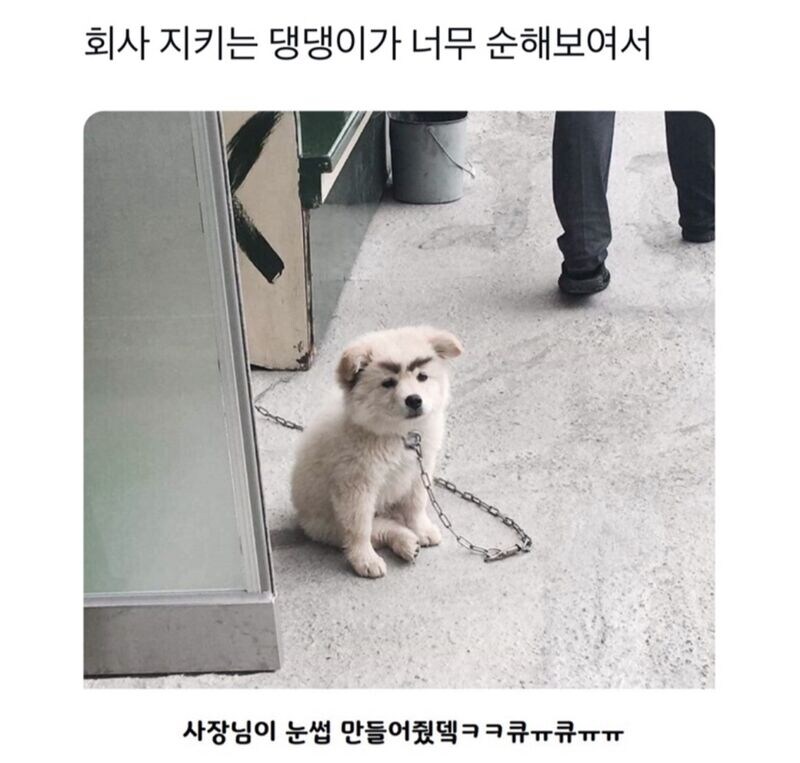회사 경비견.. 이대론 ‘안돼’ 사장의 조치에..’경악‘_1.jpg