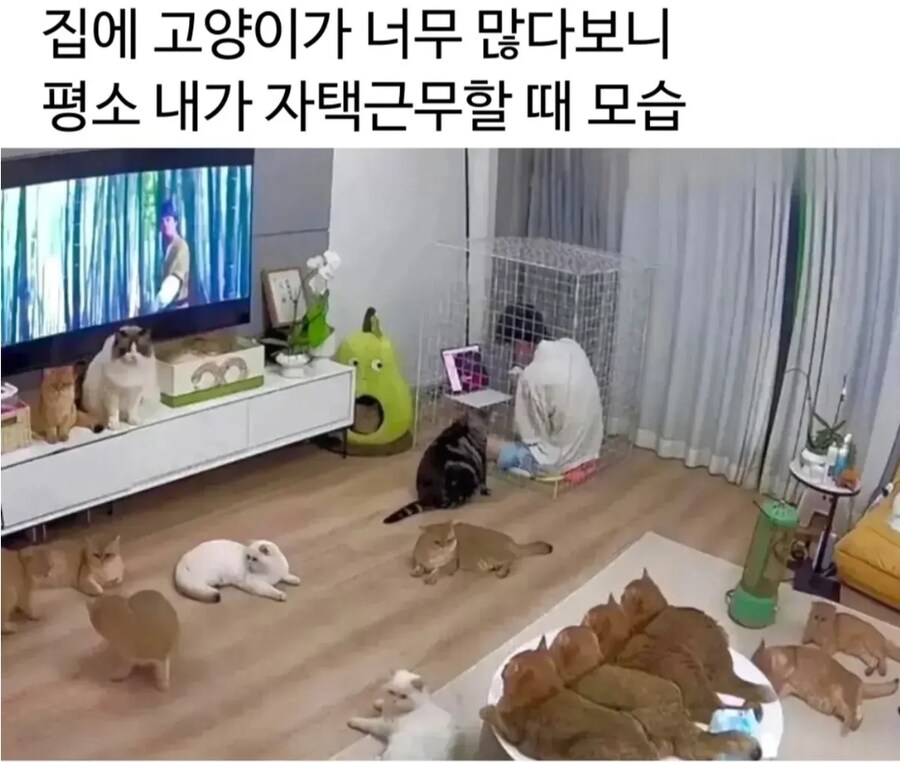 주인님 많은 집사의 재택 근무 풍경_1.jpg