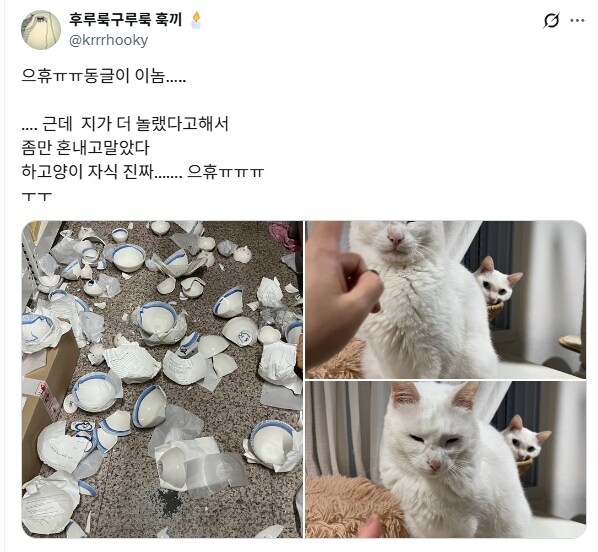 대형사고 친 고양이.jpg_1.png