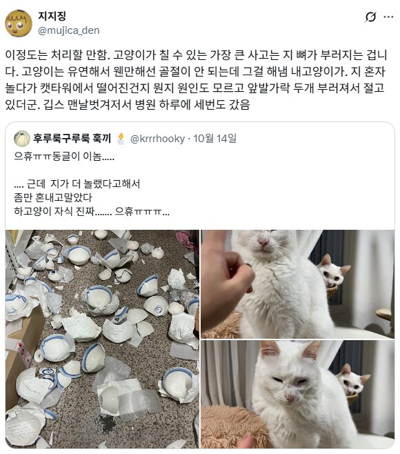 대형사고 친 고양이.jpg_5.png
