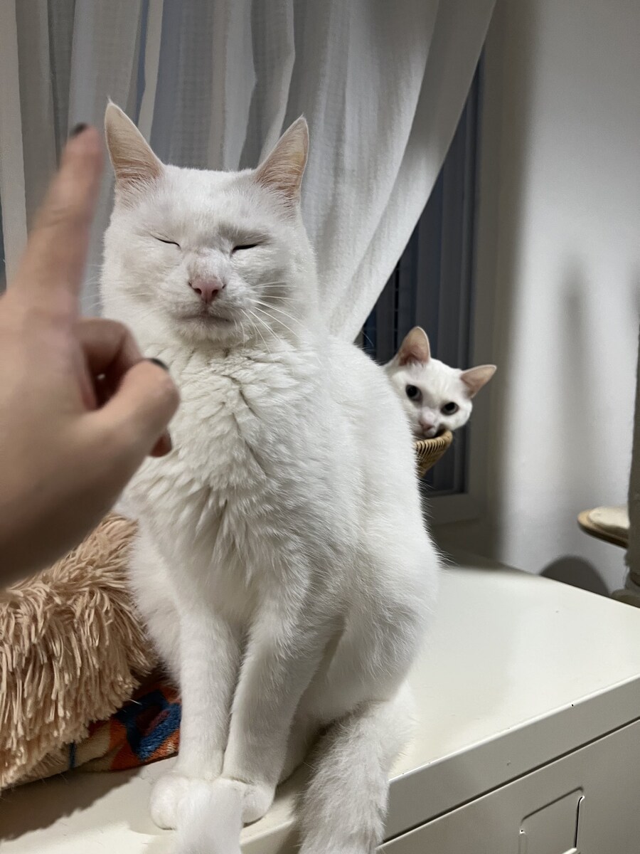 대형사고 친 고양이.jpg_3.jpg