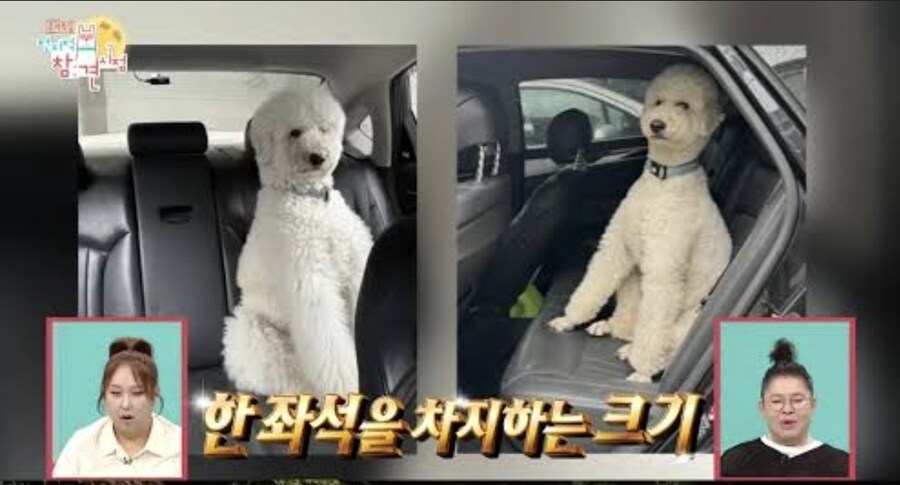 최홍만 크기 비교 보고 제일 놀란거_3.jpg