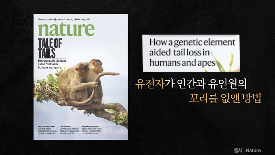 한 연구자가 인간에게 꼬리가 없어진 이유를 밝힌 이유_1.jpg