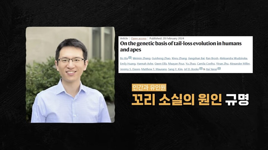 한 연구자가 인간에게 꼬리가 없어진 이유를 밝힌 이유_2.jpg