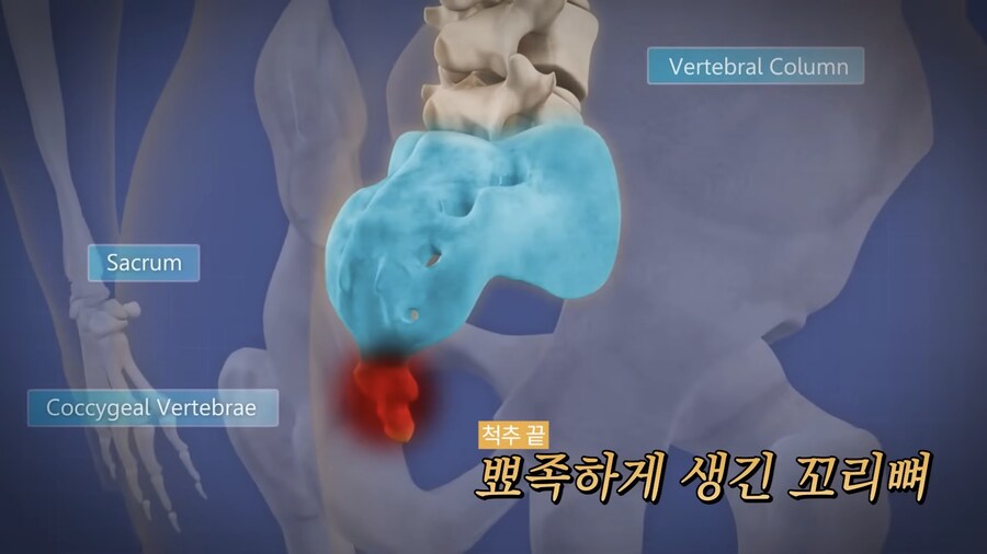 한 연구자가 인간에게 꼬리가 없어진 이유를 밝힌 이유_4.jpg