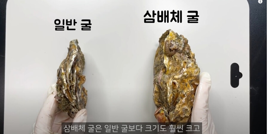 삼배체 굴이 더 크고 탱탱한 이유_1.jpg