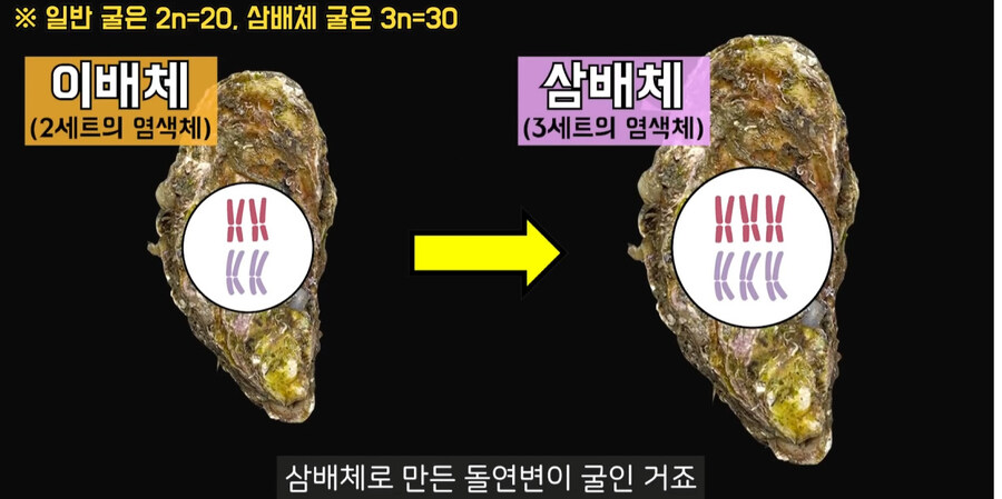 삼배체 굴이 더 크고 탱탱한 이유_3.jpg