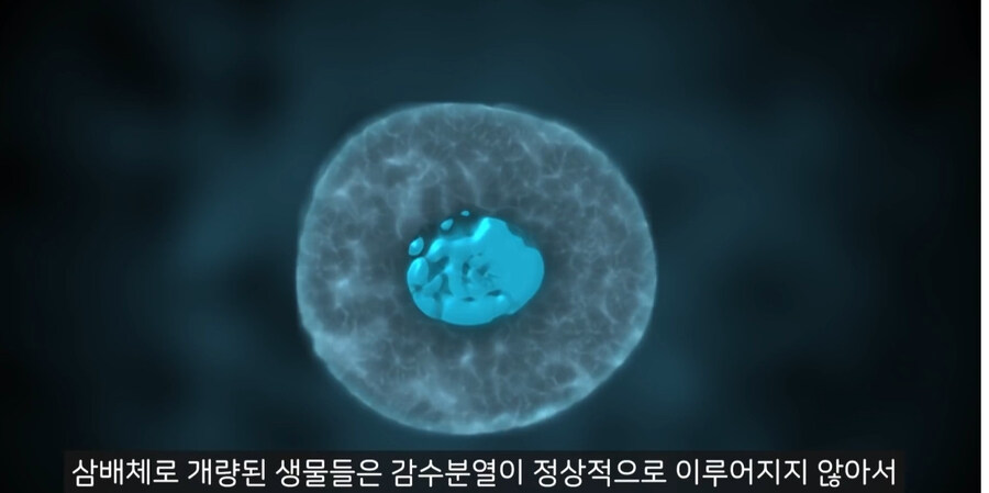 삼배체 굴이 더 크고 탱탱한 이유_4.jpg