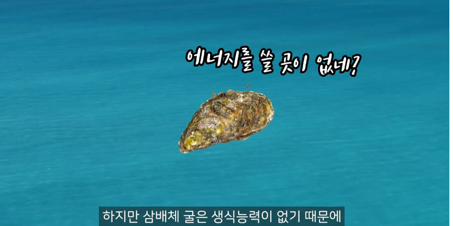 삼배체 굴이 더 크고 탱탱한 이유_6.jpg