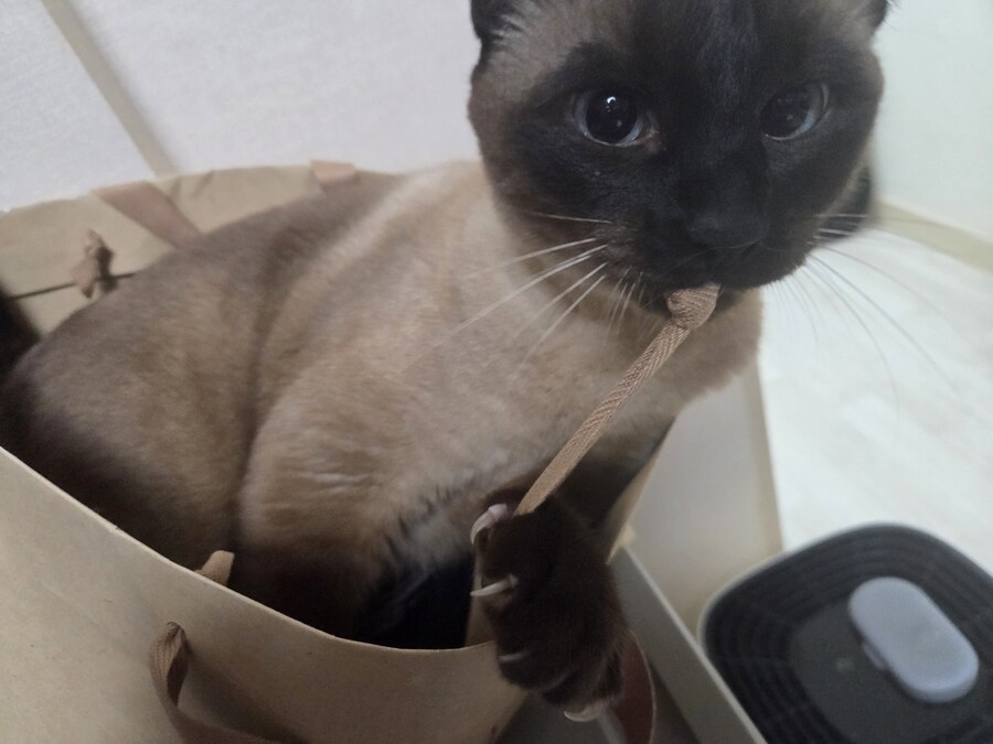 이 고양이 사진 솔직히 귀엽죠?_1.jpg