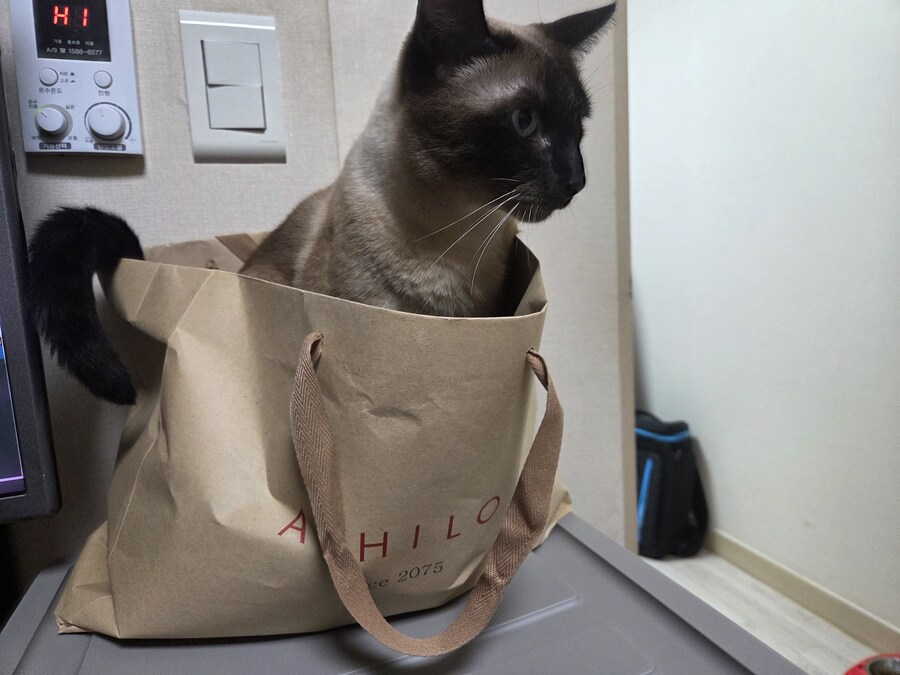 이 고양이 사진 솔직히 귀엽죠?_2.jpg