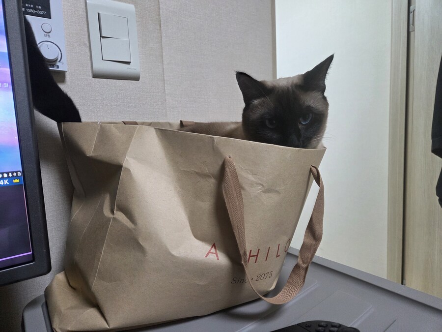 이 고양이 사진 솔직히 귀엽죠?_3.jpg