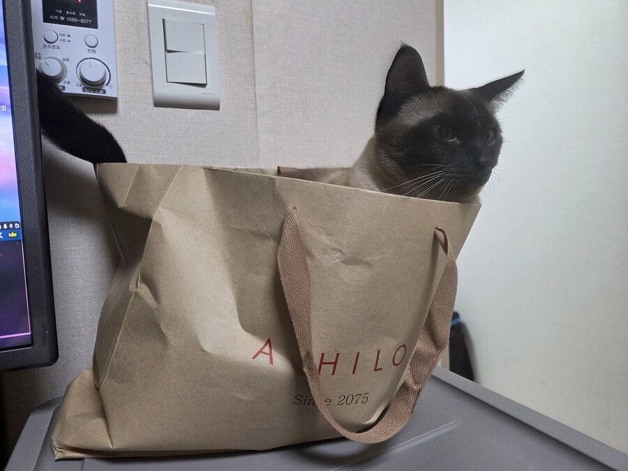 이 고양이 사진 솔직히 귀엽죠?_4.jpg