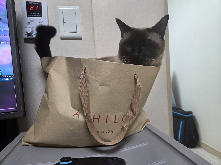 이 고양이 사진 솔직히 귀엽죠?_5.jpg