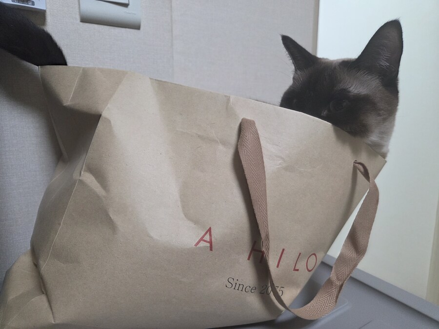 이 고양이 사진 솔직히 귀엽죠?_6.jpg