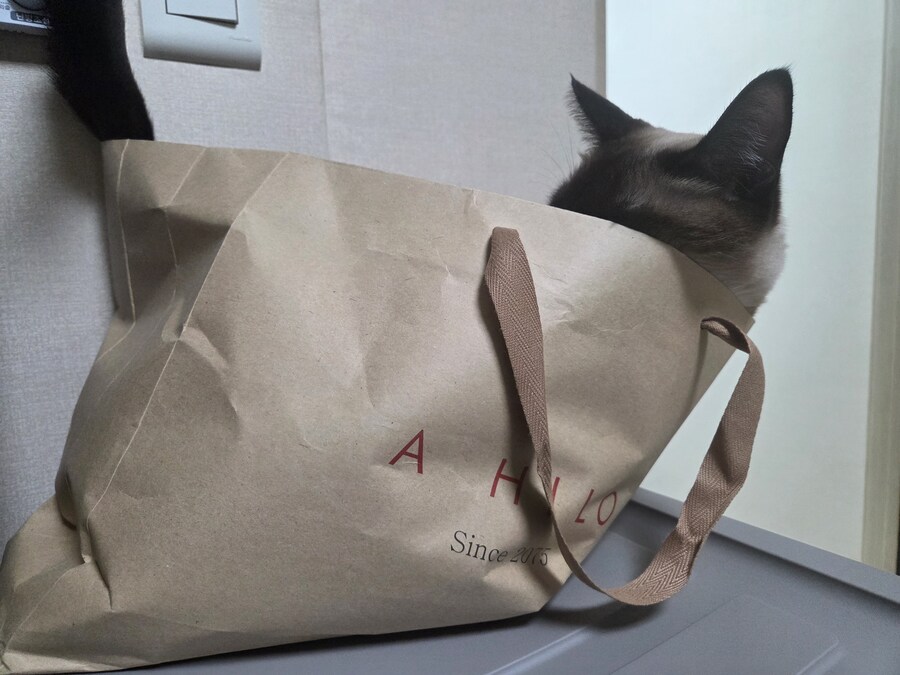 이 고양이 사진 솔직히 귀엽죠?_7.jpg