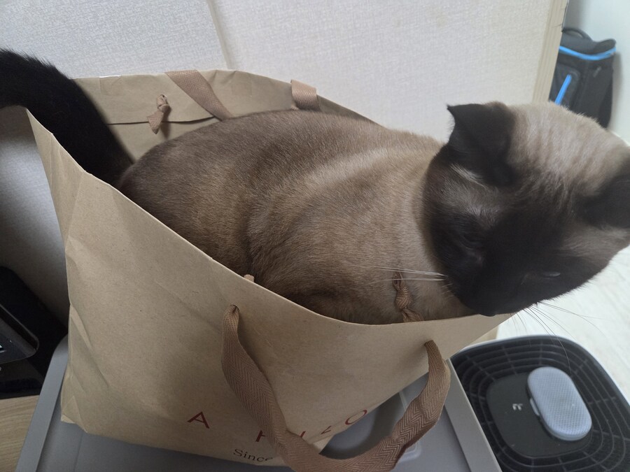 이 고양이 사진 솔직히 귀엽죠?_8.jpg