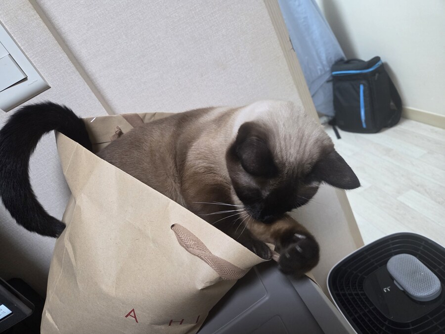 이 고양이 사진 솔직히 귀엽죠?_11.jpg