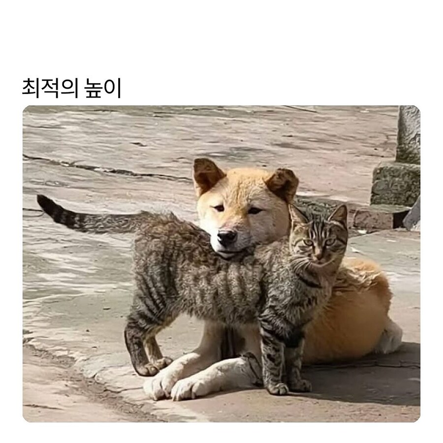 완벽한 고양이란_1.jpg