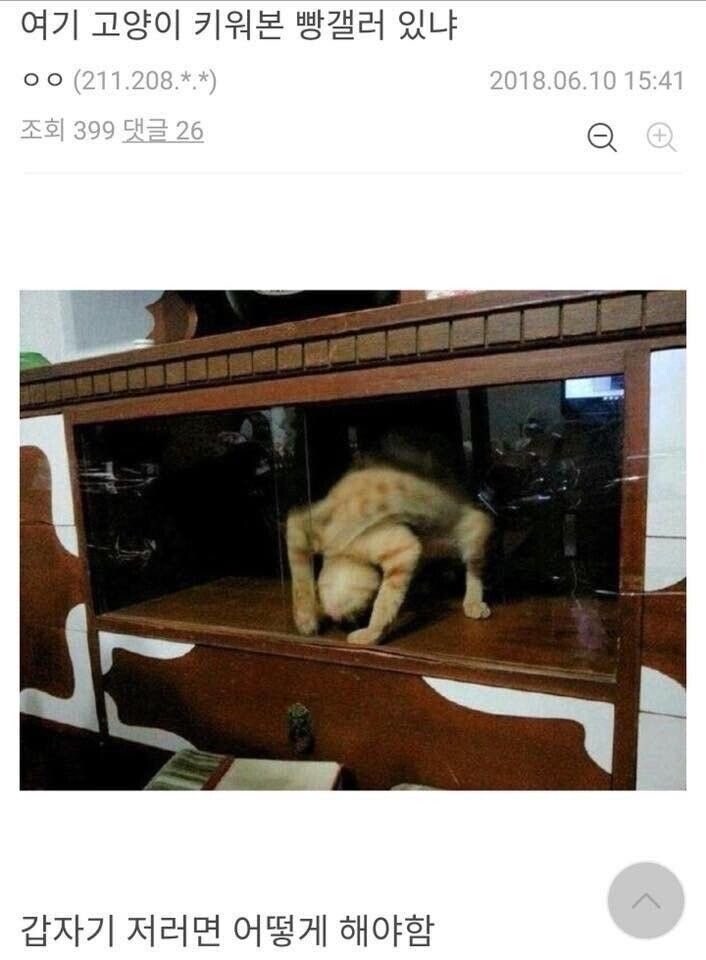 고양이 집사들만 아는 상황이라는데_1.jpg