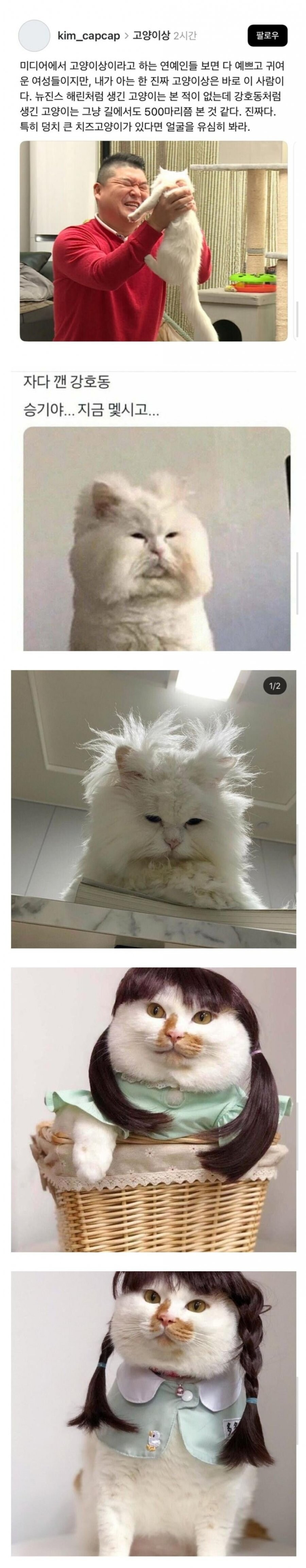 의외로 고양이 상이라는 연예인.jpg_1.jpg