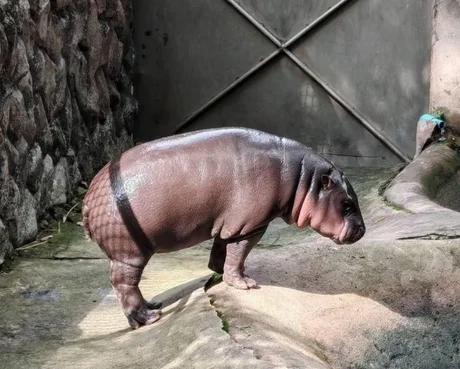 본레스 하마_1.webp