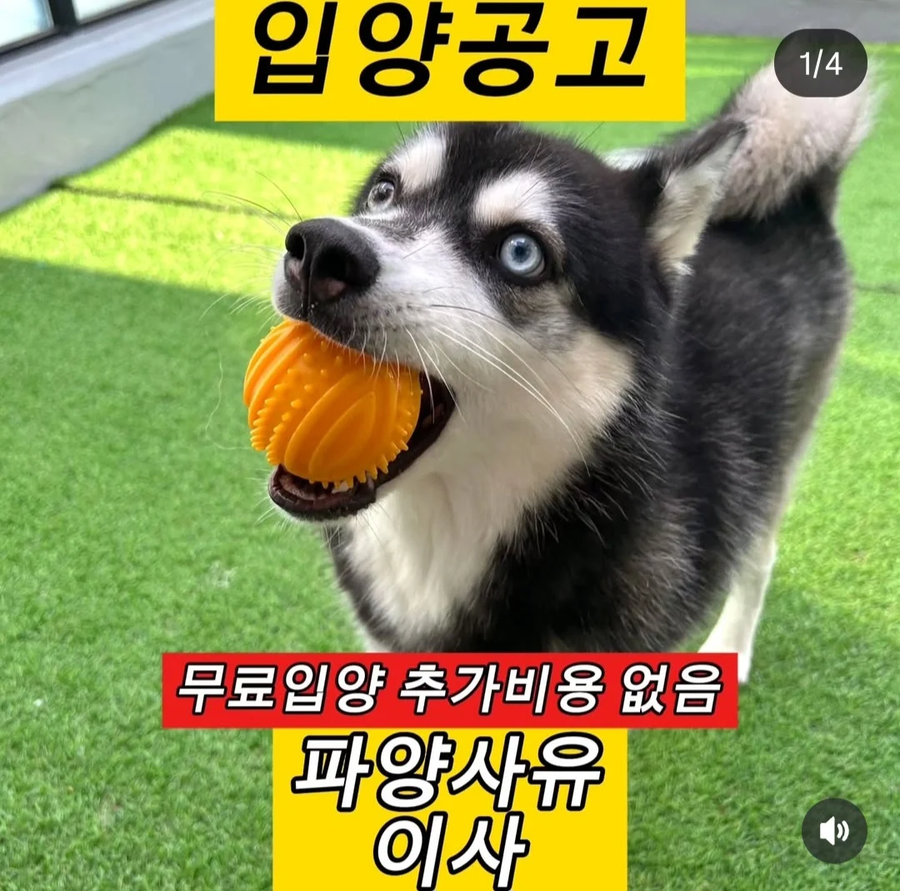 파양사유들.jpe_2.webp
